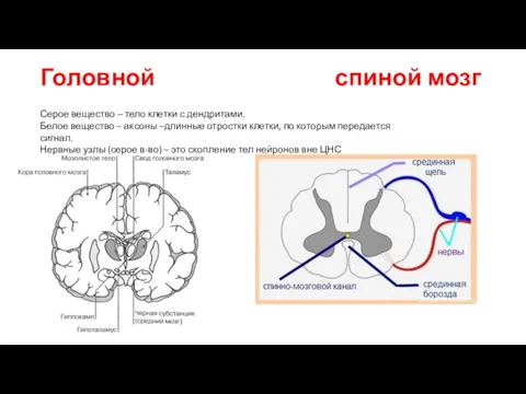 Головной спиной мозг Серое вещество – тело клетки с дендритами. Белое вещество