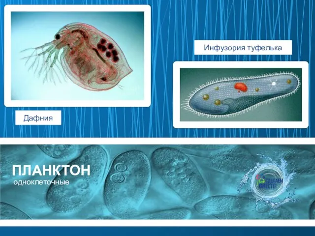 ПЛАНКТОН одноклеточные Дафния Инфузория туфелька