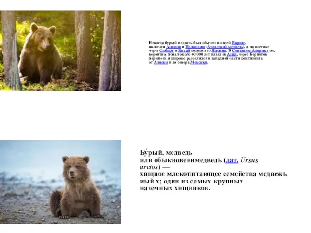 Бу́рый, медведь или обыкновеннмедведь (лат. Ursus arctos) — хищное млекопитающее семейства медвежьиый