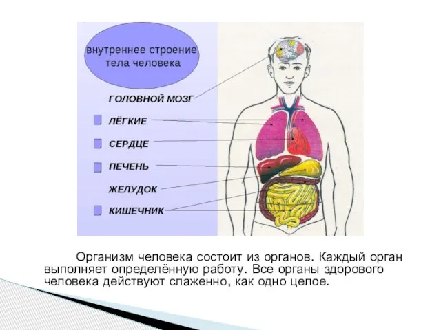 Организм человека состоит из органов. Каждый орган выполняет определённую работу. Все органы