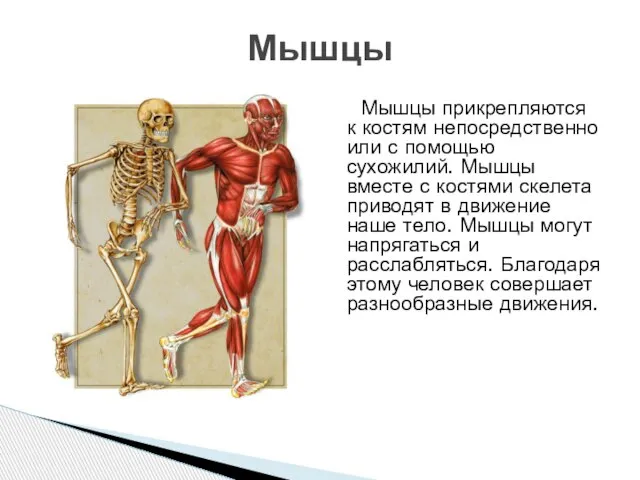 Мышцы прикрепляются к костям непосредственно или с помощью сухожилий. Мышцы вместе с