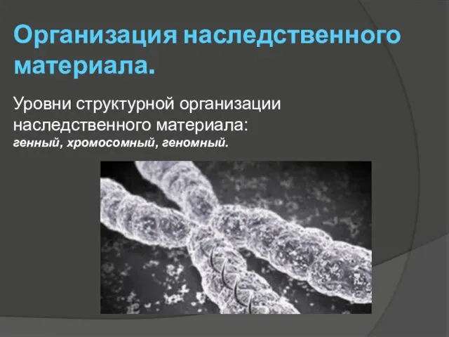 Организация наследственного материала. Уровни структурной организации наследственного материала: генный, хромосомный, геномный.