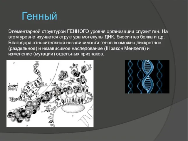 Генный Элементарной структурой ГЕННОГО уровня организации служит ген. На этом уровне изучается