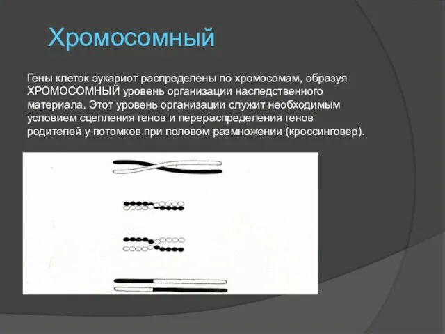 Хромосомный Гены клеток эукариот распределены по хромосомам, образуя ХРОМОСОМНЫЙ уровень организации наследственного