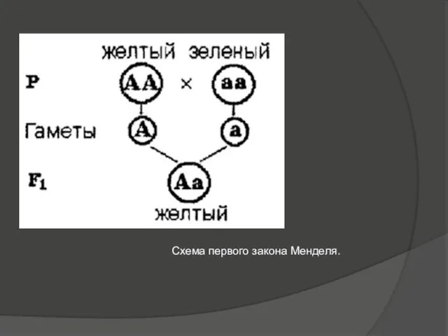 Схема первого закона Менделя.