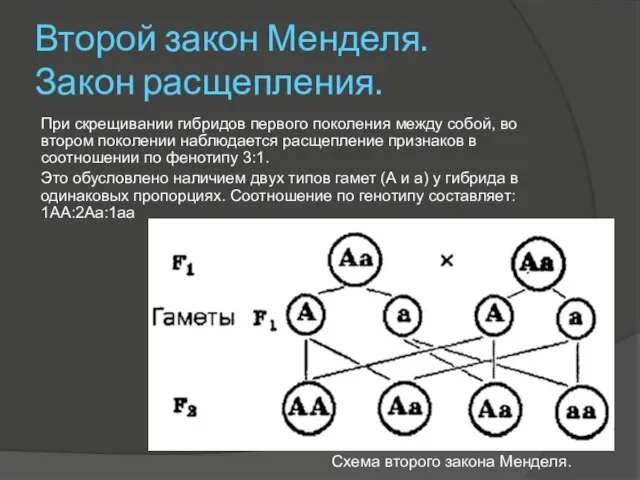 Второй закон Менделя. Закон расщепления. При скрещивании гибридов первого поколения между собой,