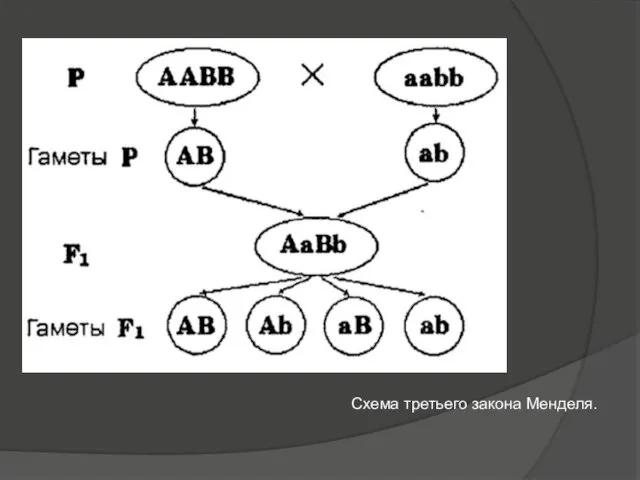 Схема третьего закона Менделя.