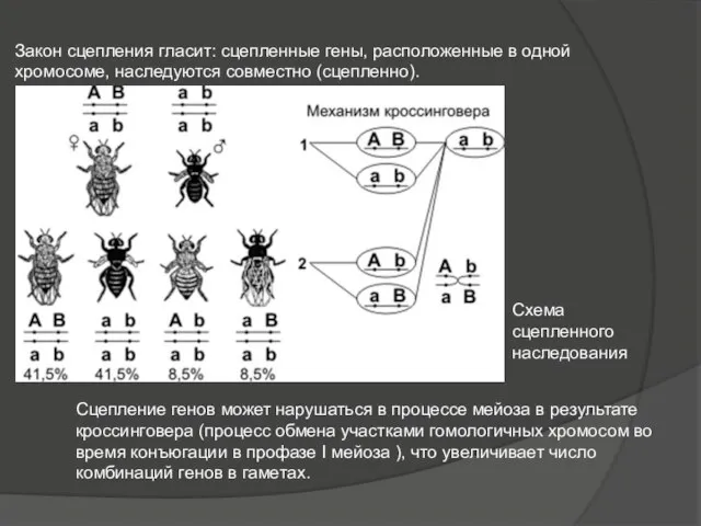 Закон сцепления гласит: сцепленные гены, расположенные в одной хромосоме, наследуются совместно (сцепленно).