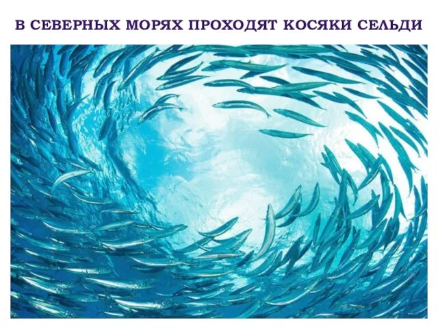 В СЕВЕРНЫХ МОРЯХ ПРОХОДЯТ КОСЯКИ СЕЛЬДИ