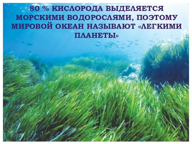 80 % КИСЛОРОДА ВЫДЕЛЯЕТСЯ МОРСКИМИ ВОДОРОСЛЯМИ, ПОЭТОМУ МИРОВОЙ ОКЕАН НАЗЫВАЮТ «ЛЕГКИМИ ПЛАНЕТЫ»