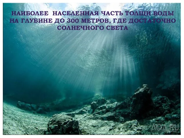 НАИБОЛЕЕ НАСЕЛЕННАЯ ЧАСТЬ ТОЛЩИ ВОДЫ НА ГЛУБИНЕ ДО 300 МЕТРОВ, ГДЕ ДОСТАТОЧНО СОЛНЕЧНОГО СВЕТА