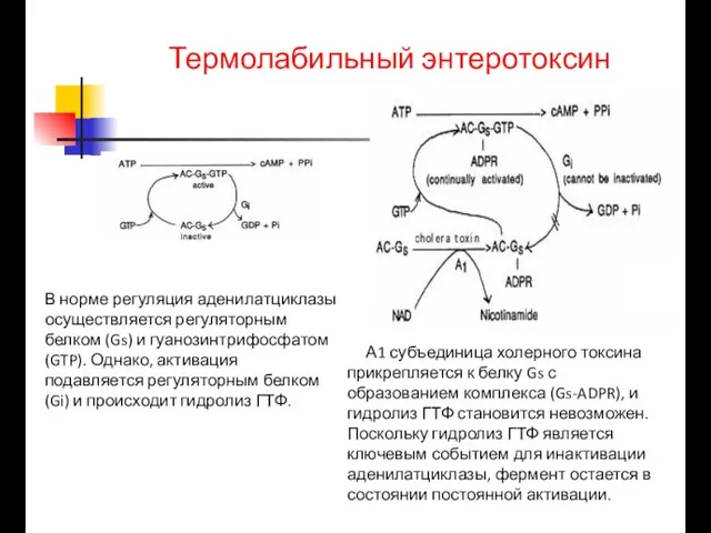 Термолабильный энтеротоксин В норме регуляция аденилатциклазы осуществляется регуляторным белком (Gs) и гуанозинтрифосфатом(GTP).