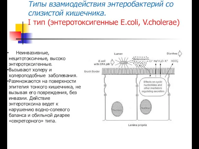 Типы взамиодействия энтеробактерий со слизистой кишечника. I тип (энтеротоксигенные E.coli, V.cholerae) Неинвазивные,