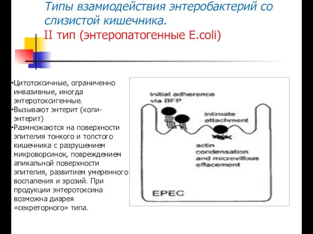 Типы взамиодействия энтеробактерий со слизистой кишечника. II тип (энтеропатогенные E.coli) Цитотоксичные, ограниченно