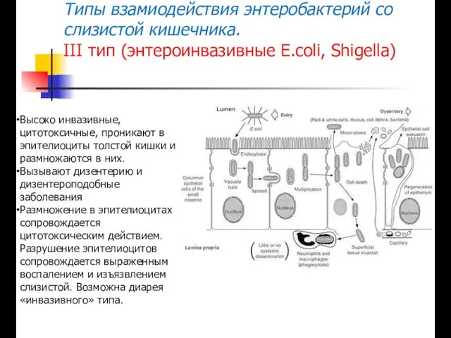 Типы взамиодействия энтеробактерий со слизистой кишечника. III тип (энтероинвазивные E.coli, Shigella) Высоко