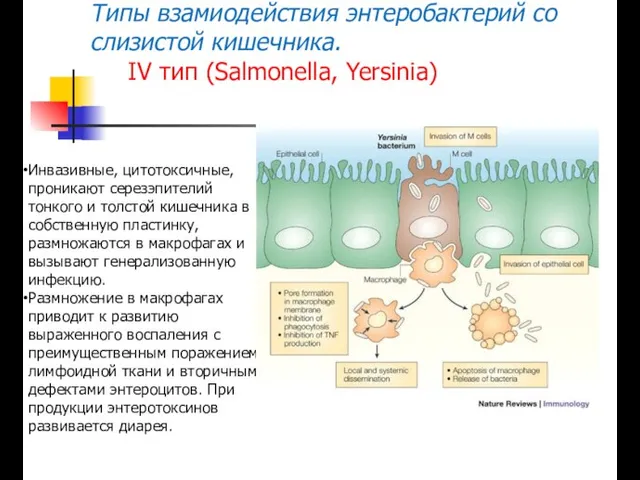 Типы взамиодействия энтеробактерий со слизистой кишечника. IV тип (Salmonella, Yersinia) Инвазивные, цитотоксичные,