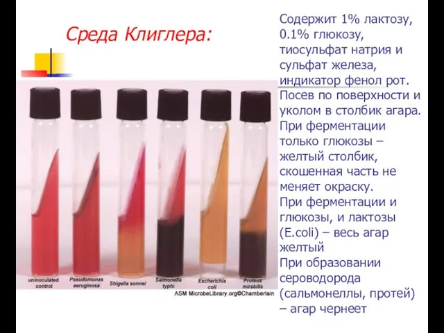 Содержит 1% лактозу, 0.1% глюкозу, тиосульфат натрия и сульфат железа, индикатор фенол