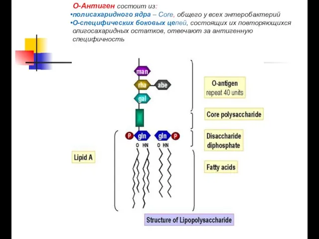 О-Антиген состоит из: полисахаридного ядра – Core, общего у всех энтеробактерий О-специфических
