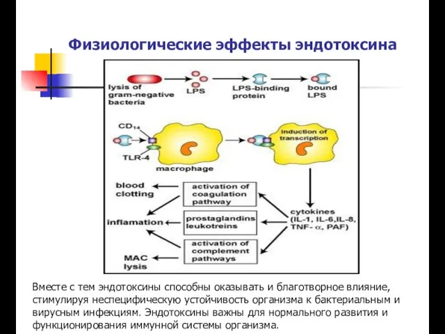 Физиологические эффекты эндотоксина Вместе с тем эндотоксины способны оказывать и благотворное влияние,