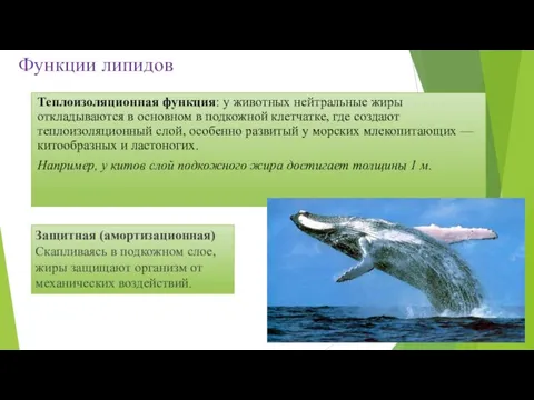 Функции липидов Теплоизоляционная функция: у животных нейтральные жиры откладываются в основном в