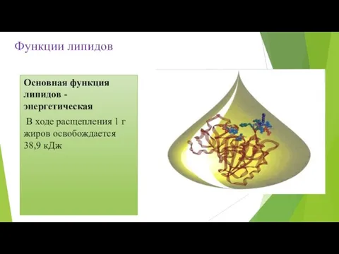 Функции липидов Основная функция липидов - энергетическая В ходе расщепления 1 г жиров освобождается 38,9 кДж