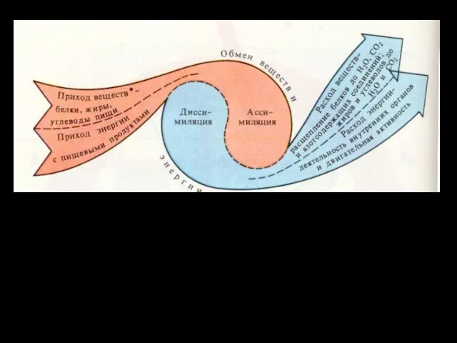 Обменом веществ и энергии (метаболизм) называют совокупность химических и физических превращений, происходящих