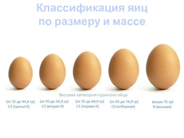 Классификация яиц по размеру и массе