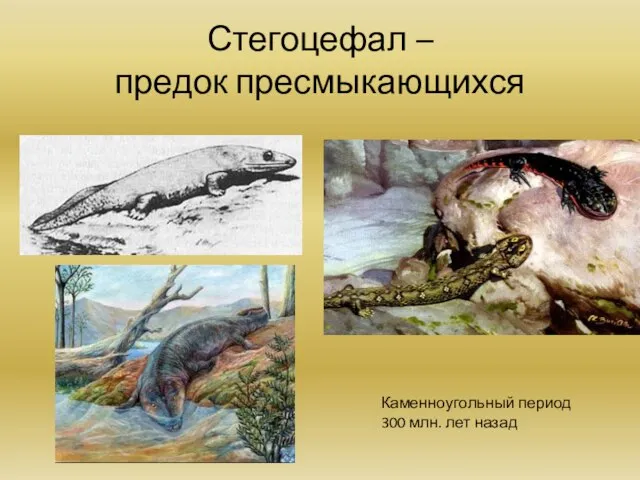 Стегоцефал – предок пресмыкающихся Каменноугольный период 300 млн. лет назад