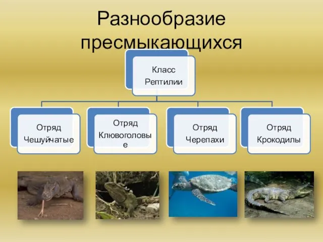 Разнообразие пресмыкающихся