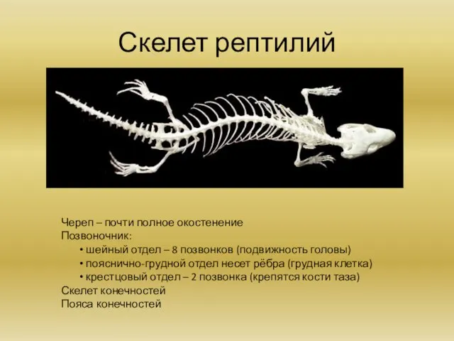 Скелет рептилий Череп – почти полное окостенение Позвоночник: шейный отдел – 8