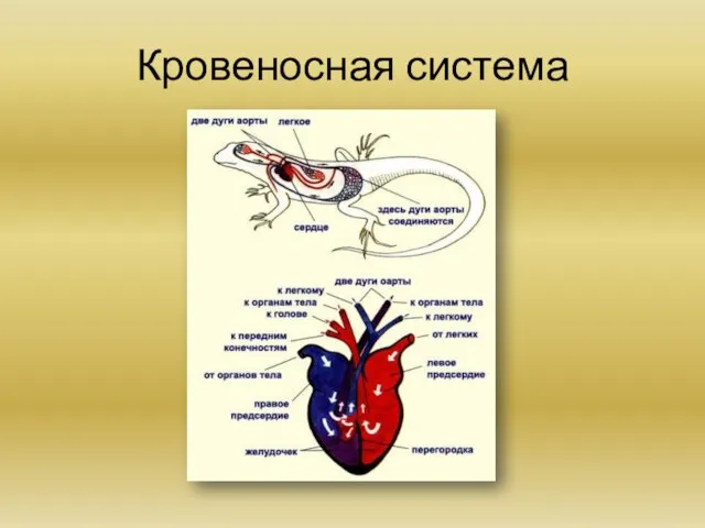Кровеносная система