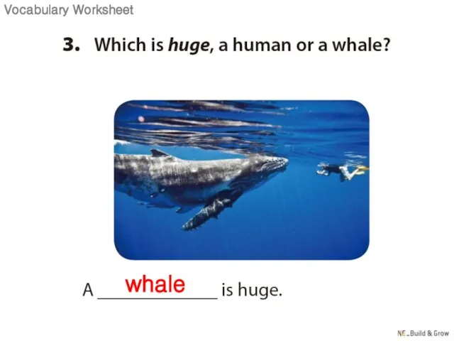 whale Vocabulary Worksheet