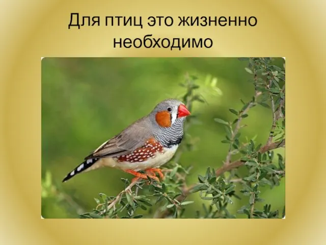 Для птиц это жизненно необходимо