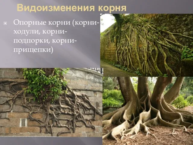 Видоизменения корня Опорные корни (корни-ходули, корни-подпорки, корни-прищепки)