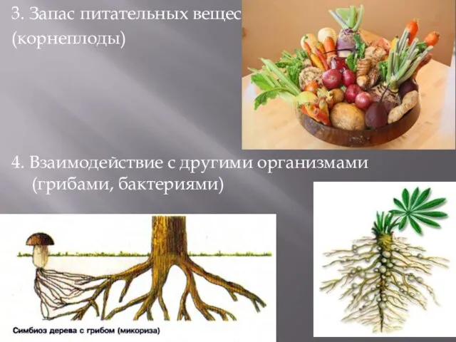3. Запас питательных веществ (корнеплоды) 4. Взаимодействие с другими организмами (грибами, бактериями)