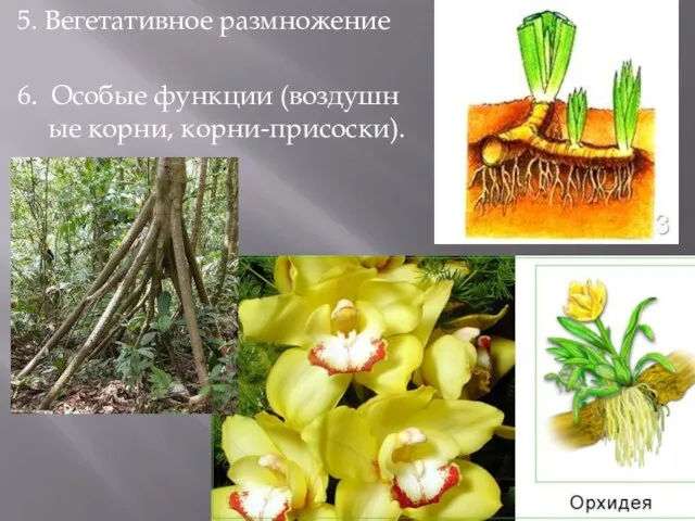 5. Вегетативное размножение 6. Особые функции (воздушные корни, корни-присоски).