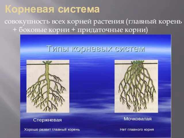 Корневая система совокупность всех корней растения (главный корень + боковые корни + придаточные корни)