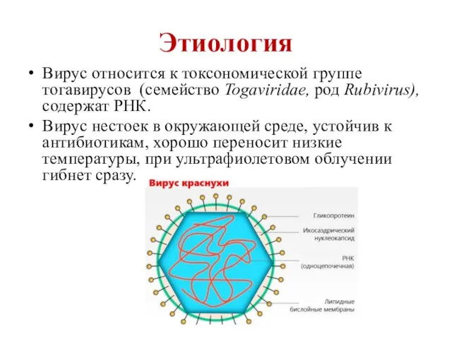 Этиология Вирус относится к токсономической группе тогавирусов (семейство Togaviridae, род Rubivirus), содержат