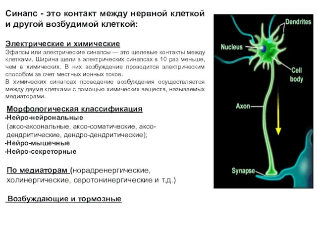 Синапс - это контакт между нервной клеткой и другой возбудимой клеткой: Электрические
