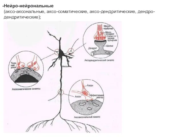 Нейро-нейрональные (аксо-аксональные, аксо-соматические, аксо-дендритические, дендро-дендритические);