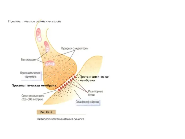 Пресинаптическое окончание аксона Пресинаптическая мембрана Постсинаптическая мембрана