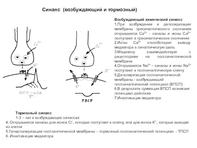 Синапс (возбуждающий и тормозный) Возбуждающий химический синапс 1.При возбуждении и деполяризации мембраны