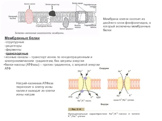 Мембранные белки -структурные -рецепторы -ферменты -транспортные ионные каналы – транспорт ионов по