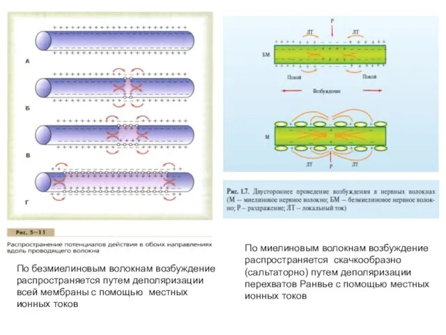 По безмиелиновым волокнам возбуждение распространяется путем деполяризации всей мембраны с помощью местных