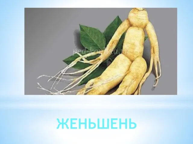 ЖЕНЬШЕНЬ