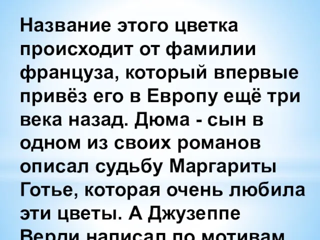 Название этого цветка происходит от фамилии француза, который впервые привёз его в