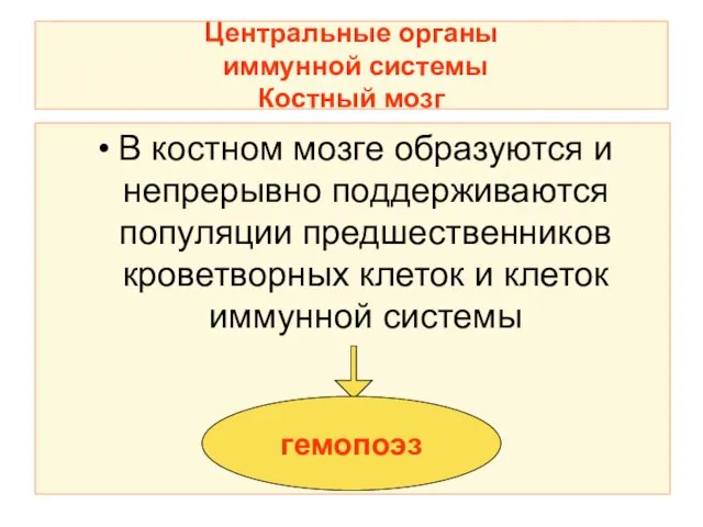 Центральные органы иммунной системы Костный мозг В костном мозге образуются и непрерывно