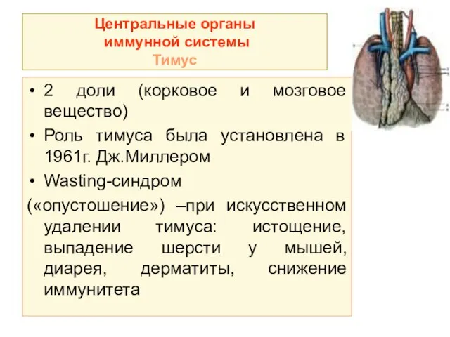 Центральные органы иммунной системы Тимус 2 доли (корковое и мозговое вещество) Роль