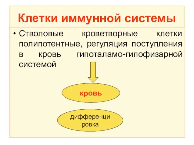 Клетки иммунной системы Стволовые кроветворные клетки полипотентные, регуляция поступления в кровь гипоталамо-гипофизарной системой кровь дифференцировка