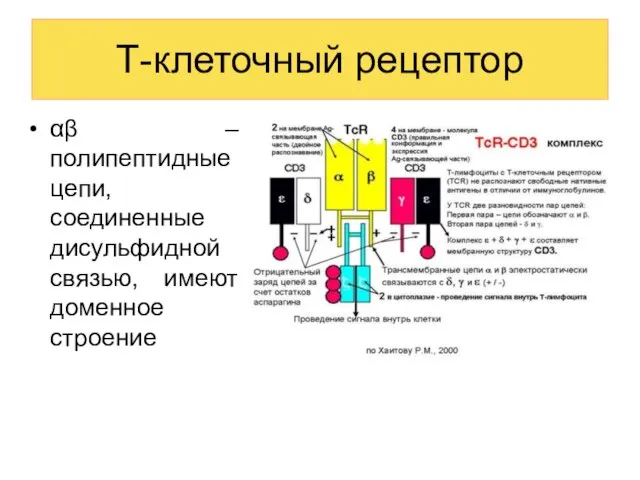 Т-клеточный рецептор αβ – полипептидные цепи, соединенные дисульфидной связью, имеют доменное строение